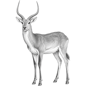 Red Lechwe