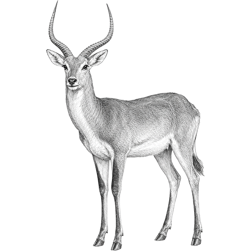 Red Lechwe