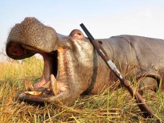 Hippopotamus