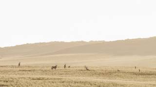 Schalk Pienaar Safaris