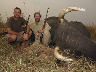 African Elephant
