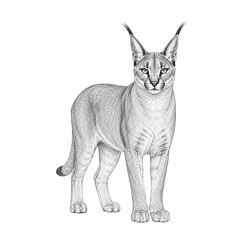 Caracal