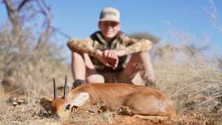 Steenbok