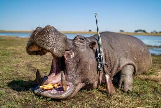 Hippopotamus