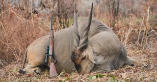 Eland