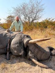 African Elephant