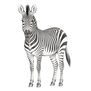 Hartmann's Mountain Zebra