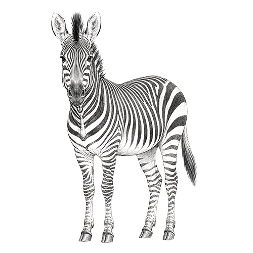 Hartmann's Mountain Zebra