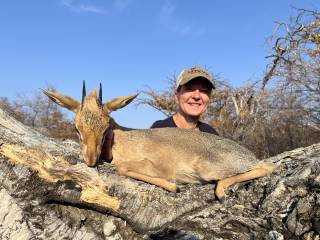Damara Dik-Dik