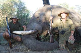 African Elephant