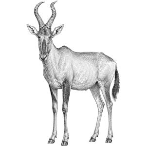 Red Hartebeest