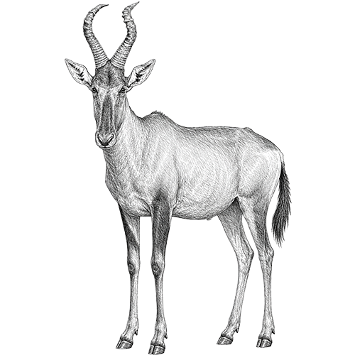 Red Hartebeest