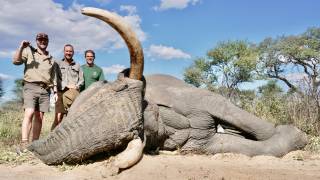 African Elephant
