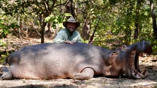 Hippopotamus