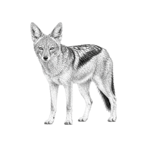 Black-backed Jackal