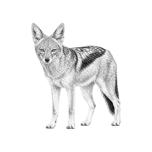 Black-backed Jackal