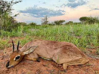 Steenbok