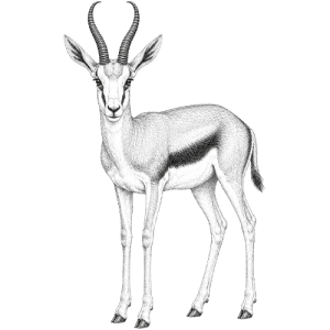 Springbok