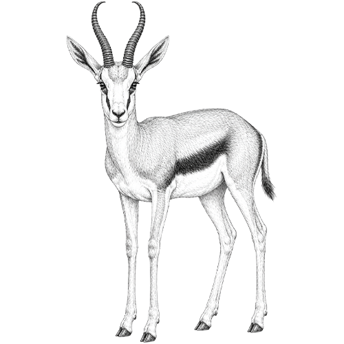 Springbok
