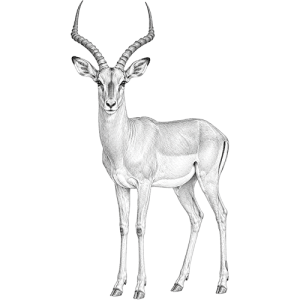 Impala