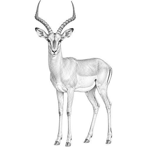 Impala