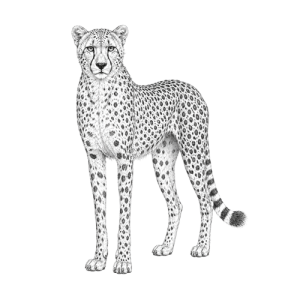 Cheetah