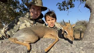 Damara Dik-Dik