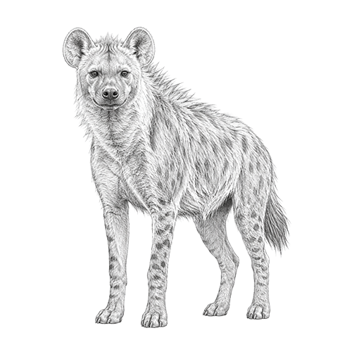 Spotted Hyena