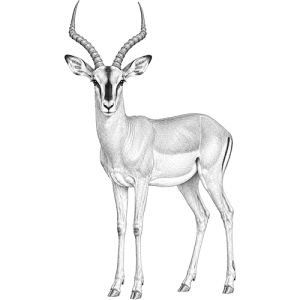 Black-Faced Impala