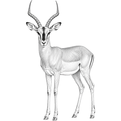 Black-Faced Impala