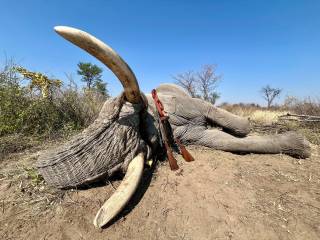 African Elephant