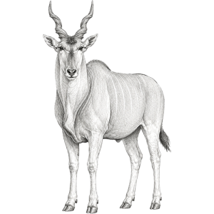 Eland