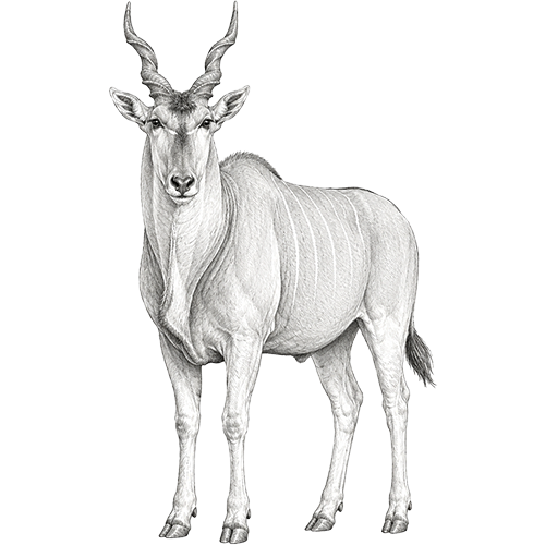 Eland