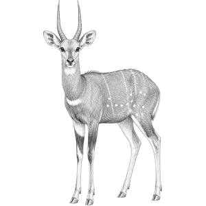 Bushbuck