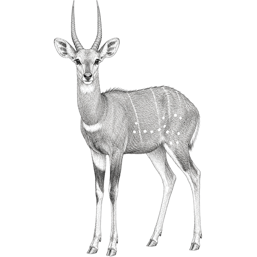 Bushbuck