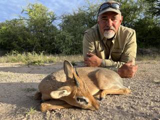 Damara Dik-Dik