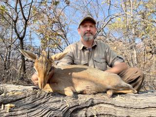 Damara Dik-Dik