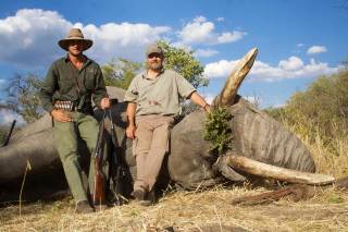 African Elephant