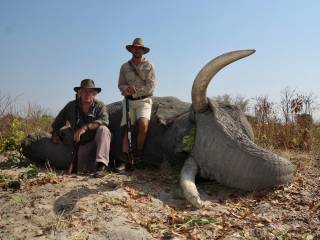 African Elephant