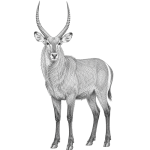 Waterbuck