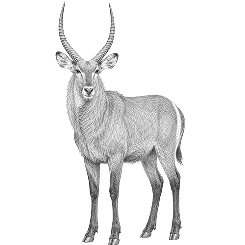 Waterbuck