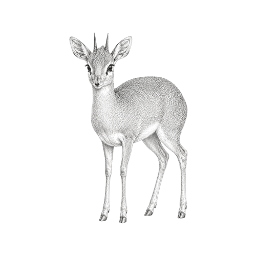 Duiker