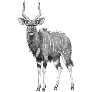 Nyala