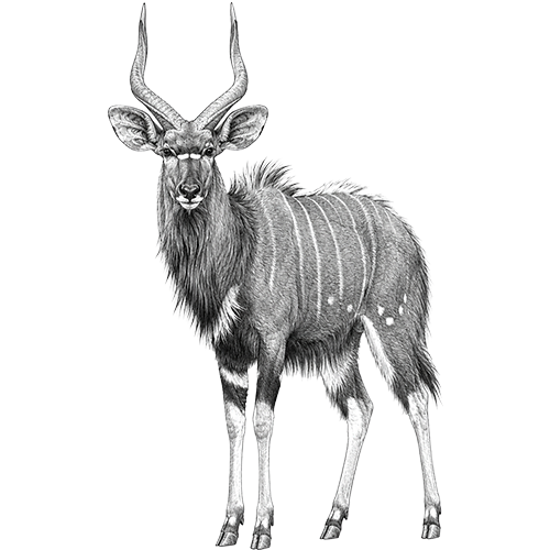 Nyala