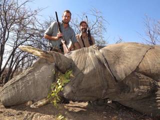 African Elephant