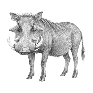 Warthog