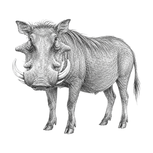 Warthog