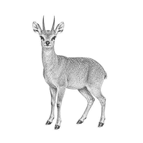 Klipspringer