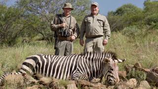 Hartmann's Mountain Zebra