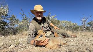 Damara Dik-Dik